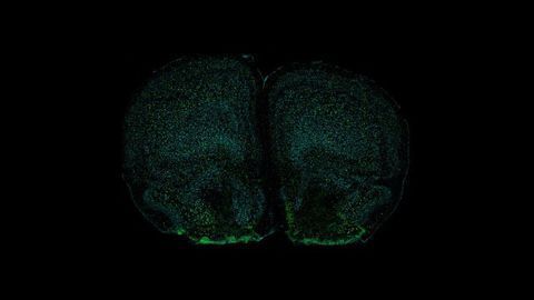 Could Our Immune System Alter Behavior?