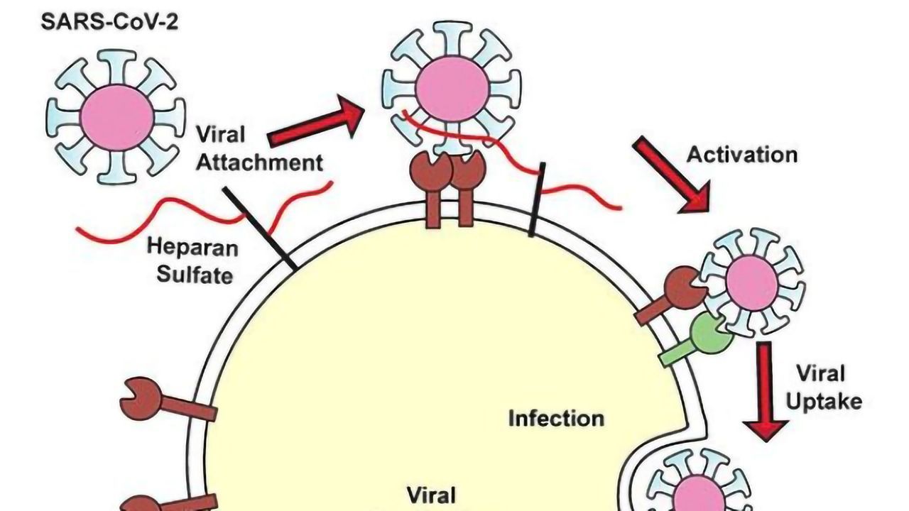 SARS-CoV-2 Uses Heparan Sulfate To Get Inside Cells