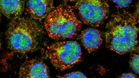 How the Hormones You're Born With Influence Disease Risk