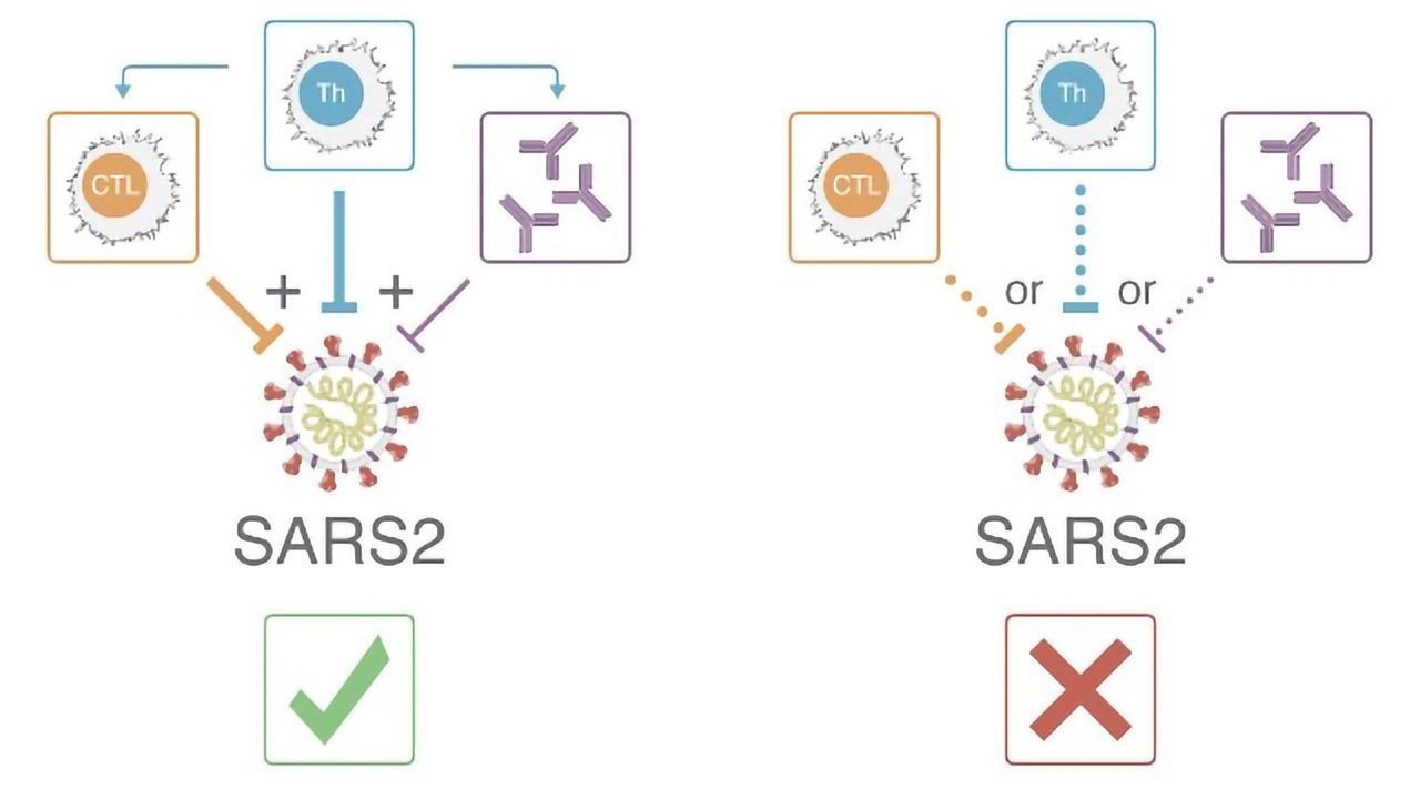 T Cells Take the Lead in Controlling SARS-CoV-2 and Reducing COVID-19 Disease Severity
