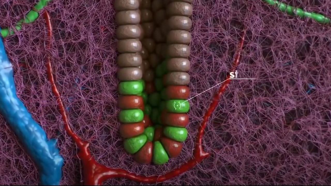 Intestinal Organoids Grow and Function Like Real Tissues