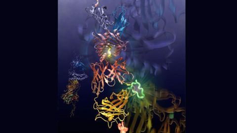 Investigating How the Immune System Detects “Hidden” Threats