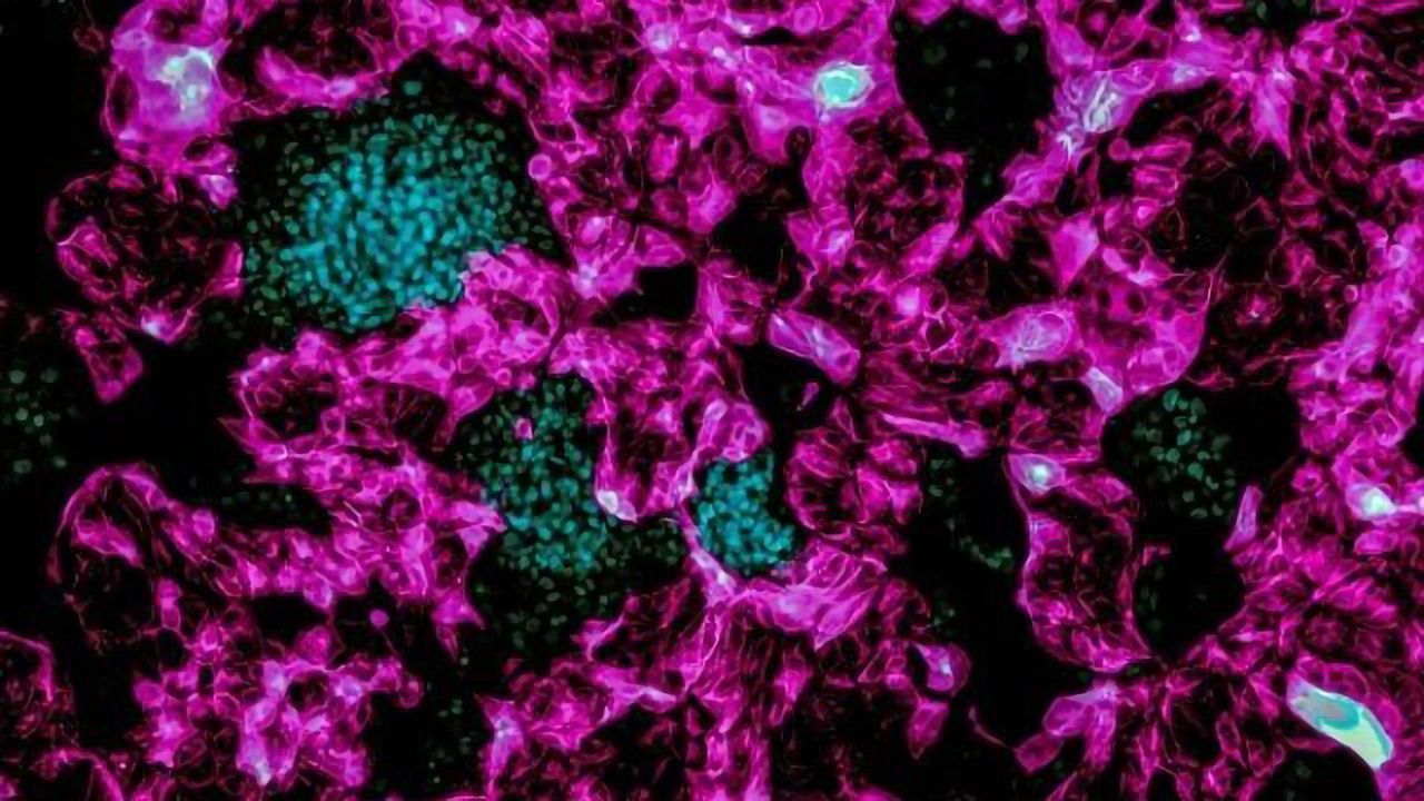 Researchers Discover a Way To Create Induced Tropoblast Stem Cells