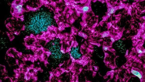 Researchers Discover a Way To Create Induced Tropoblast Stem Cells
