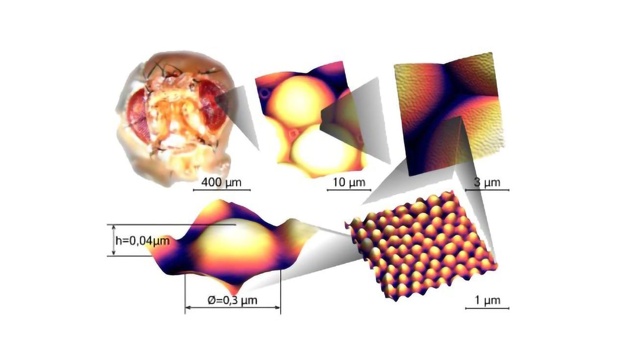 Nanoscale Reflective Coating Reverse-Engineered From Fly Eyes