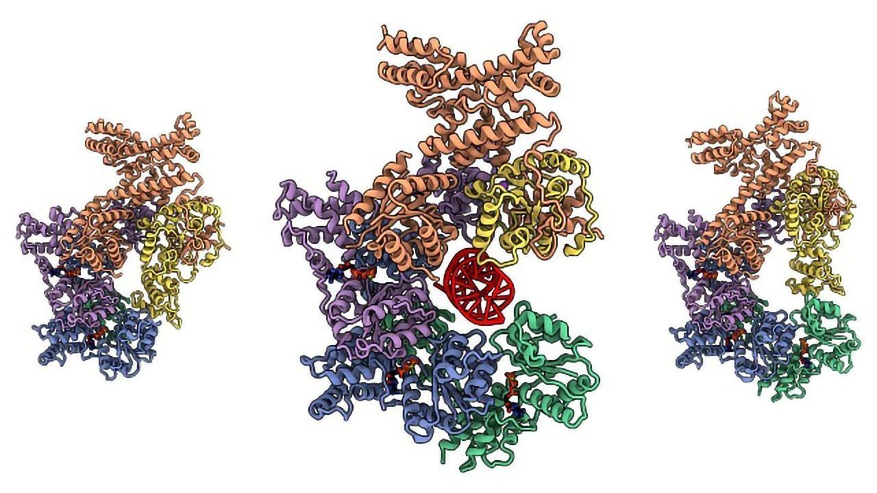 Imaging the ORC Complex Responsible for Genome Replication