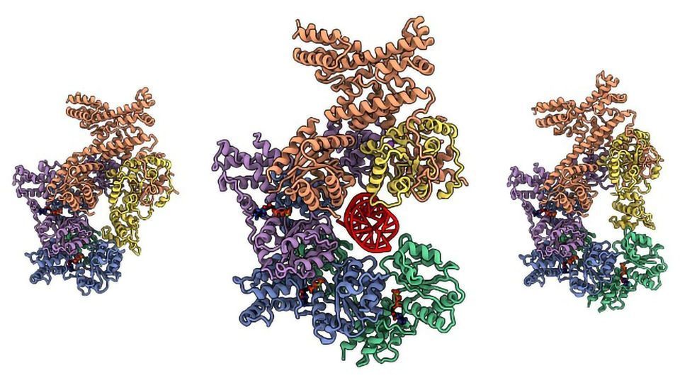 Imaging the ORC Complex Responsible for Genome Replication content piece image