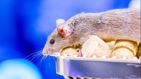 This Brain Area Can Reprogram Sensory Neurons to Enable Adaptive Behavior