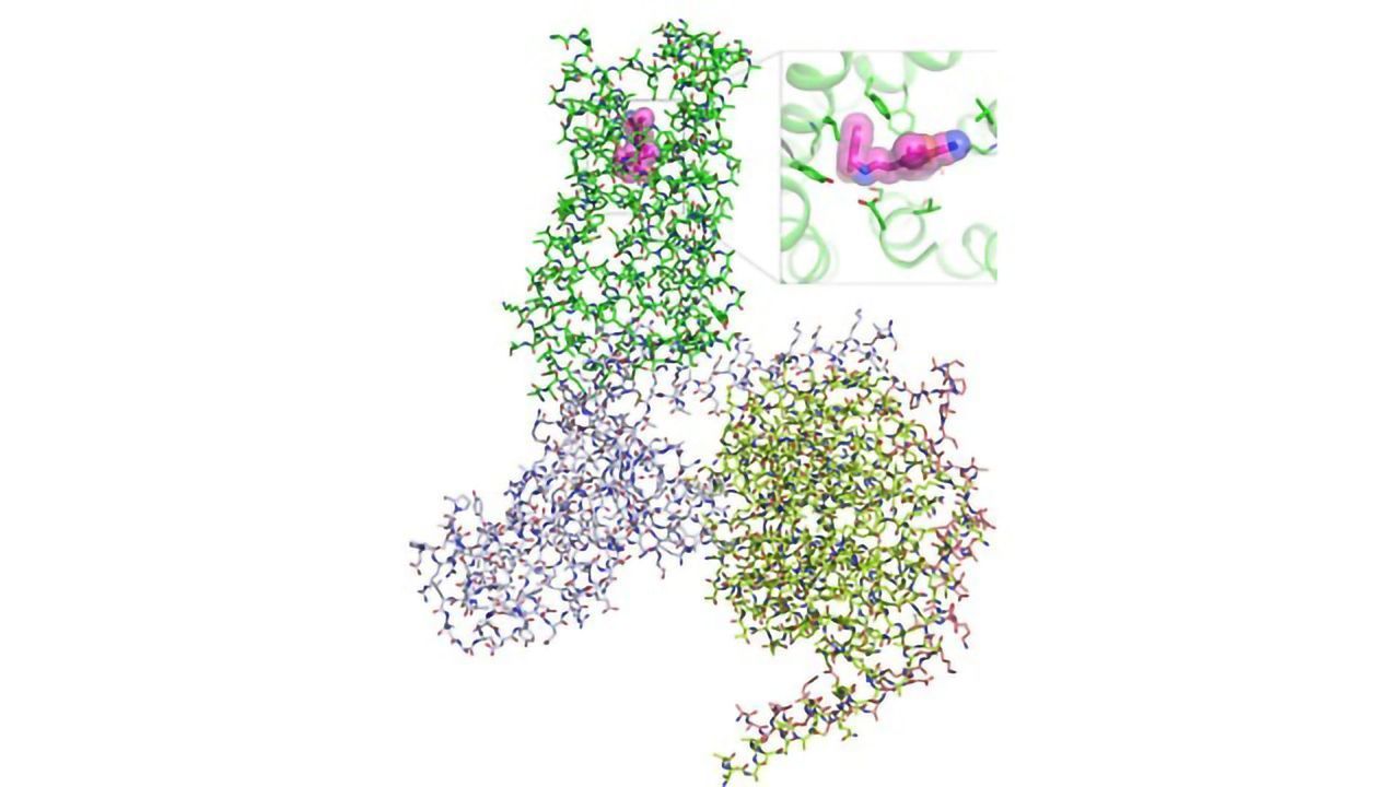 A Look at How Psychedelics Bind to Serotonin Receptors