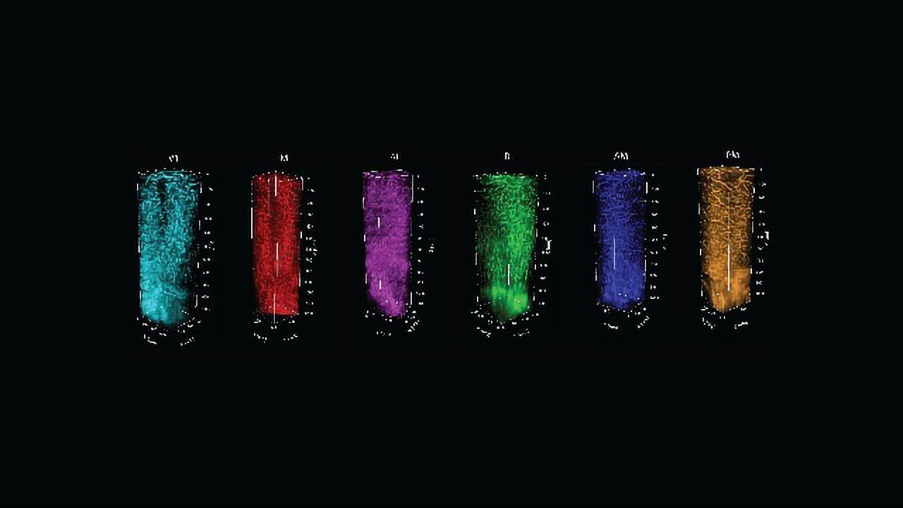 Live Imaging Method Links Functional Brain Maps to Structure