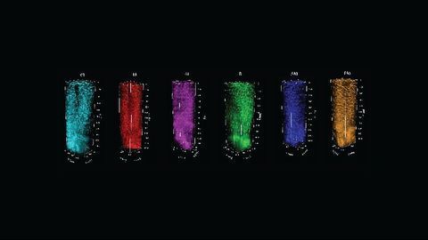 Live Imaging Method Links Functional Brain Maps to Structure