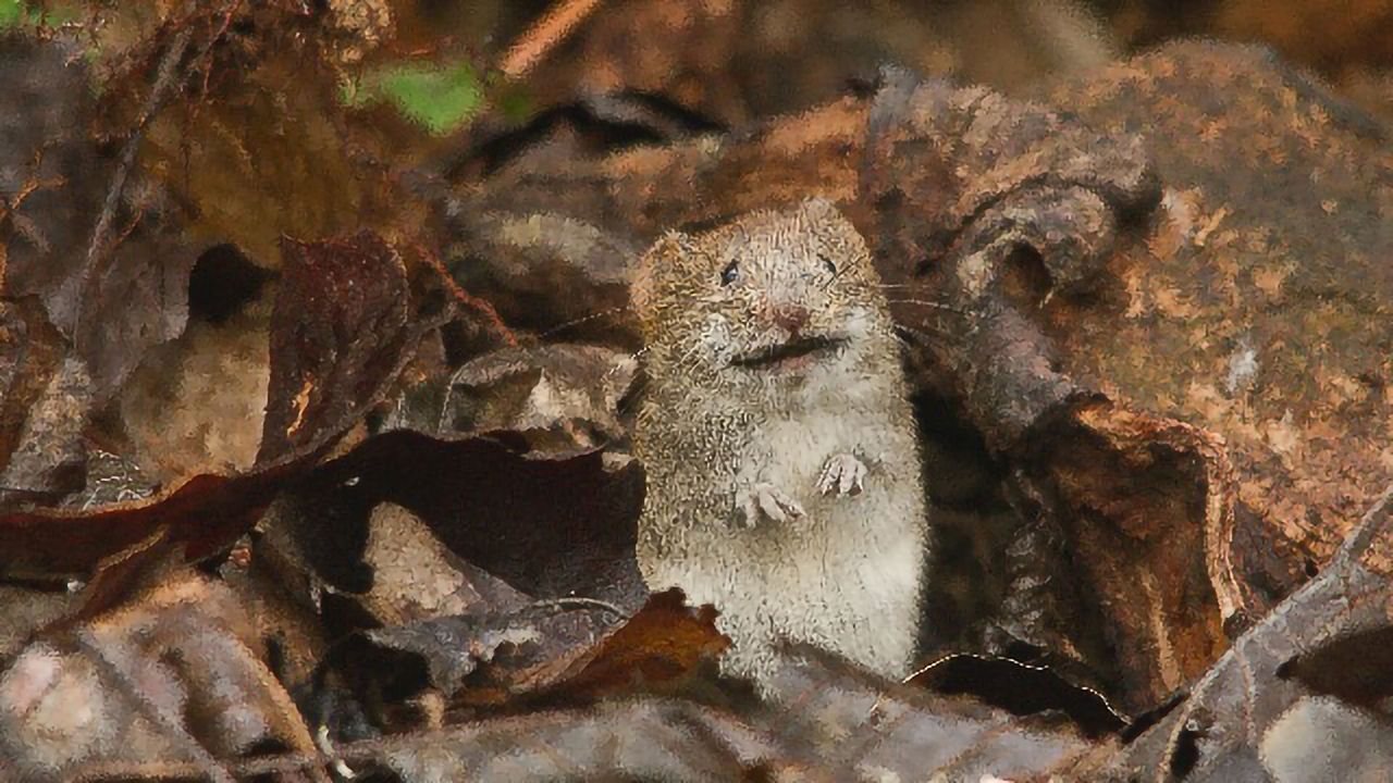 Segmentation Clock Progresses More Slowly in Humans Than Mice