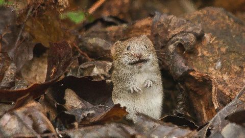 Segmentation Clock Progresses More Slowly in Humans Than Mice