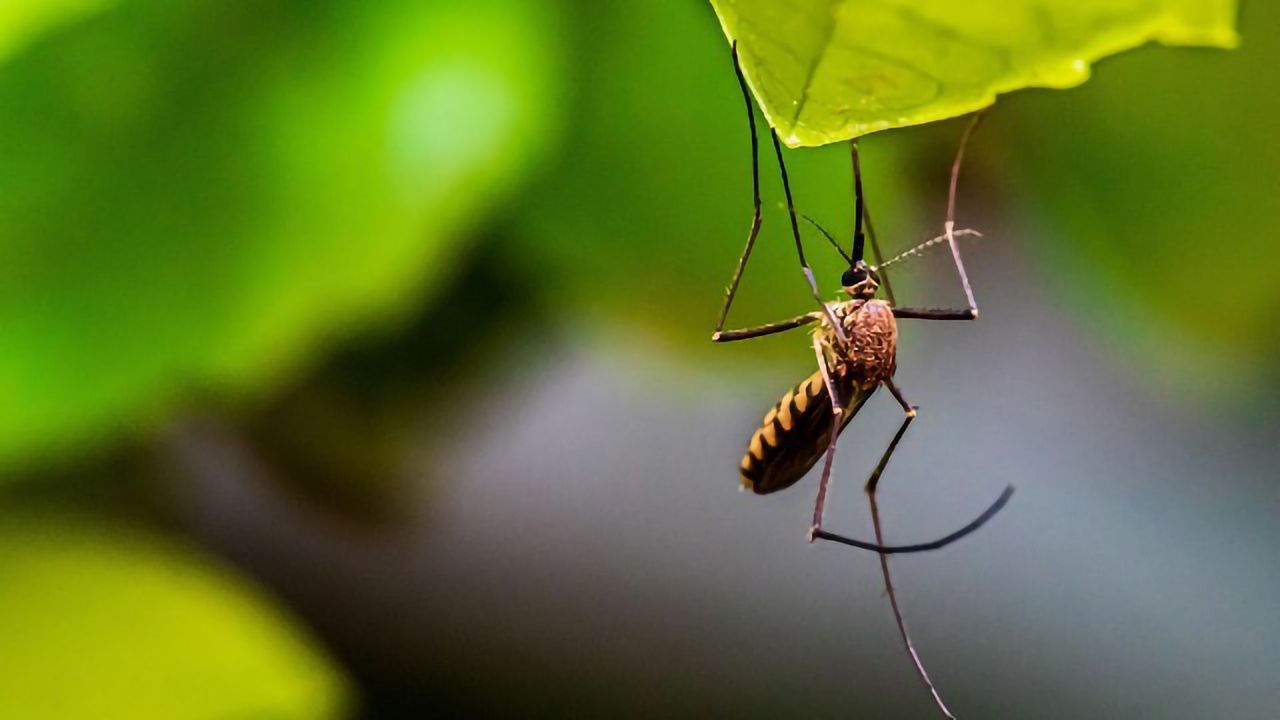 How Zika and Chikungunya Viruses Lead to Stroke