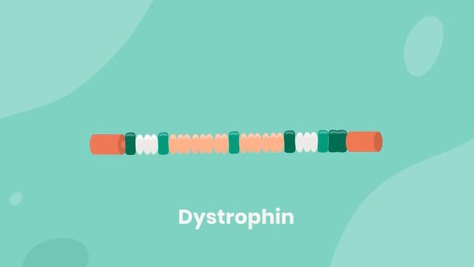 Duchenne Muscular Dystrophy and Gene Therapy content piece image