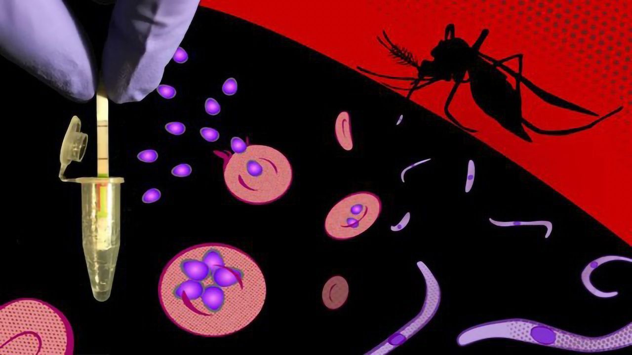 CRISPR-Based Malaria Testing on the Fly