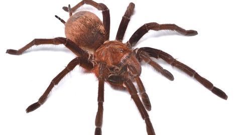 Giant Spider Provides Promise of Pain Relief for Irritable Bowel Syndrome