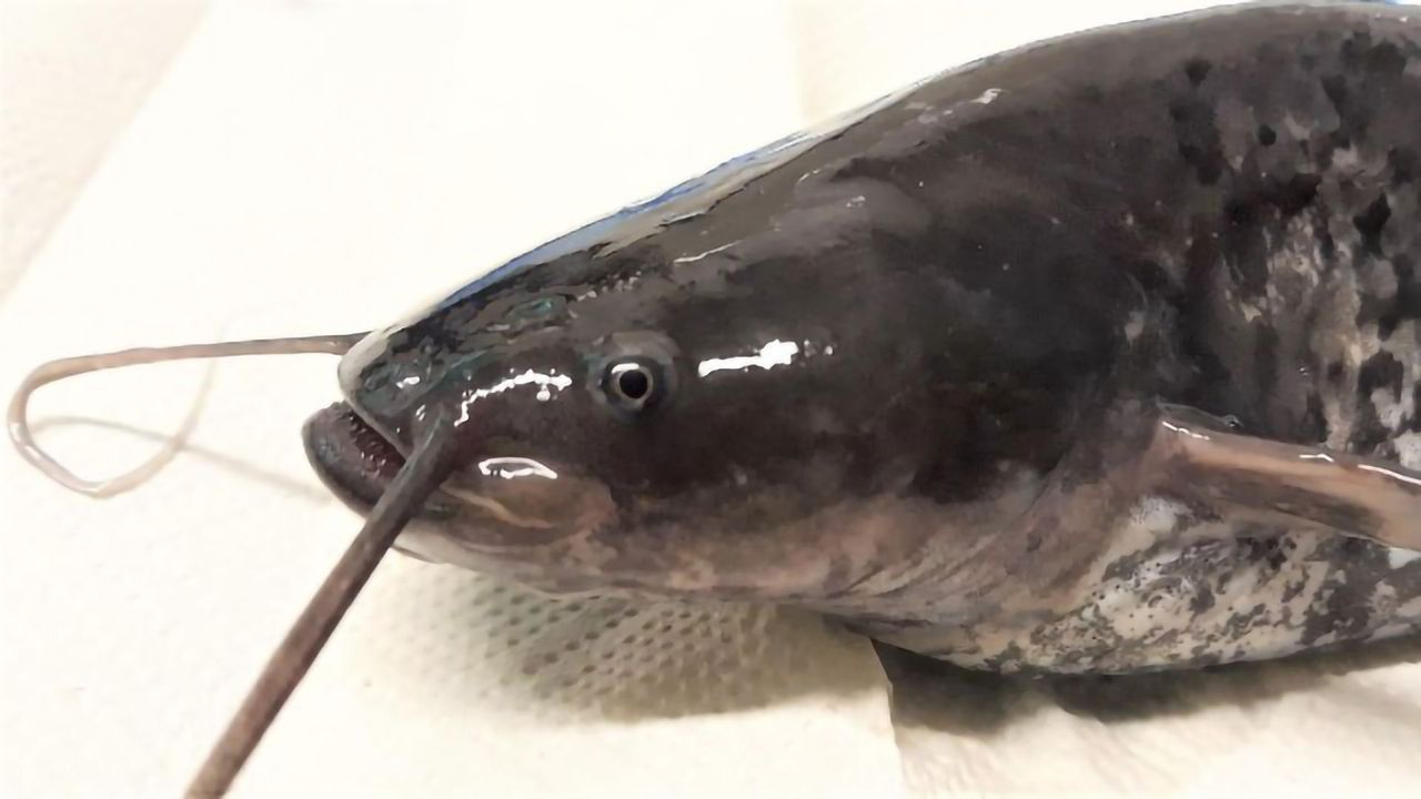 Wels Catfish Genome Sequenced and Assembled