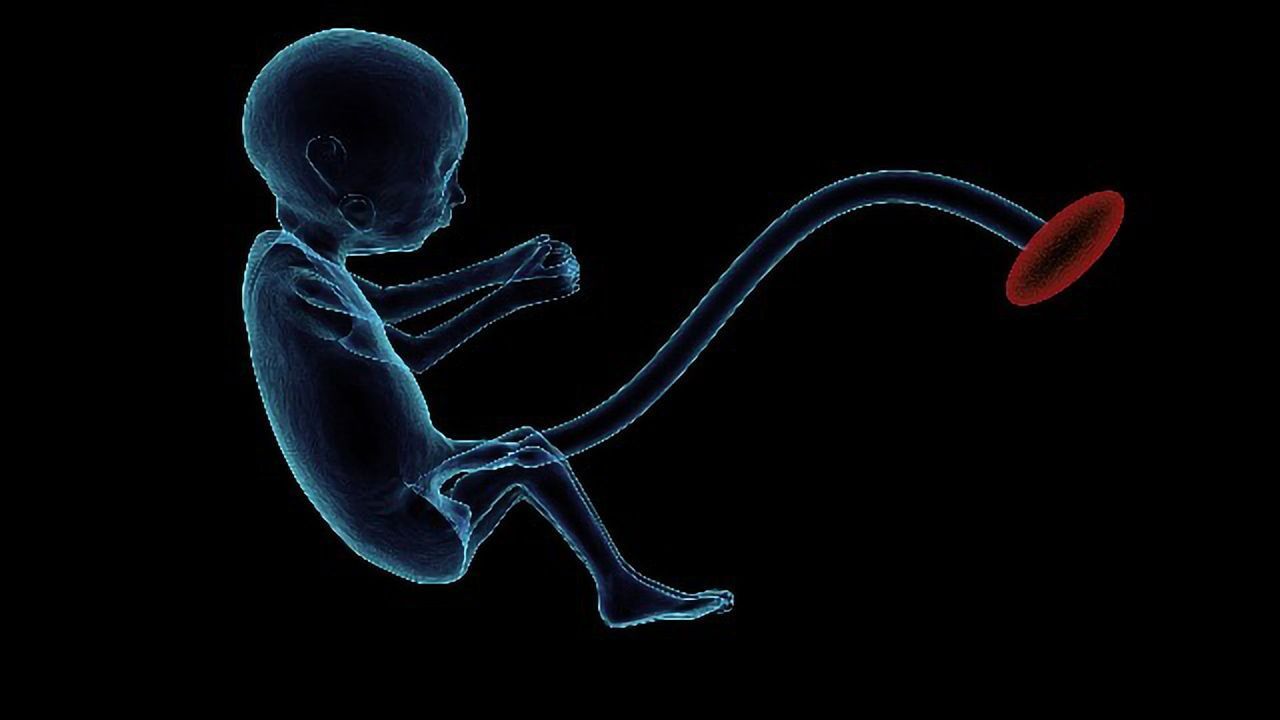 Placenta Is Initiated First, as Cells of a Fertilized Egg Divide and Specialize