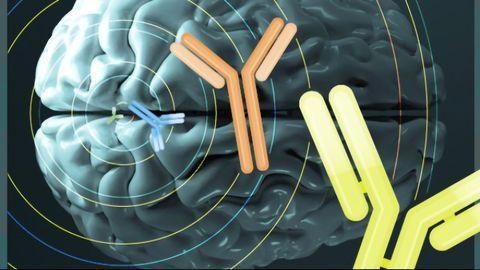 The Antibody Revolution in Neuroscience