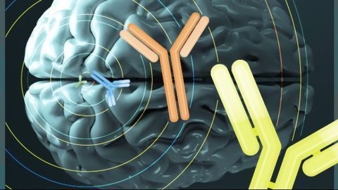 神经科学的抗体革命