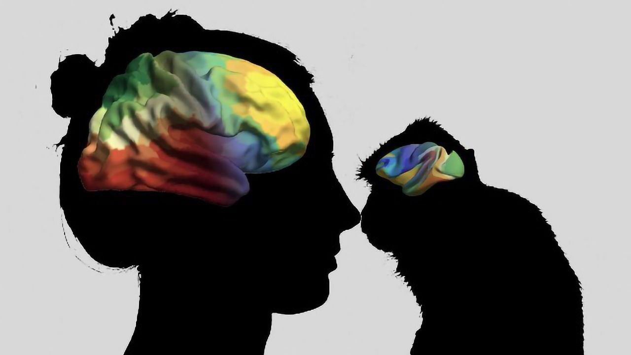 The Genetic Paths That Give Our Brain Its Shape