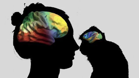 The Genetic Paths That Give Our Brain Its Shape