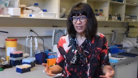 Inside Mitochondria and Their Fascinating Genome