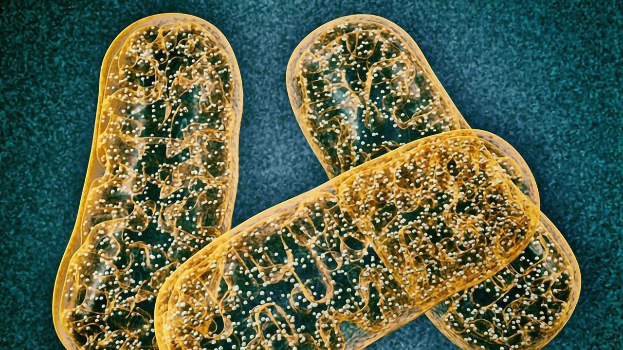 A Closer Look at Mitochondria’s Fascinating Genome
