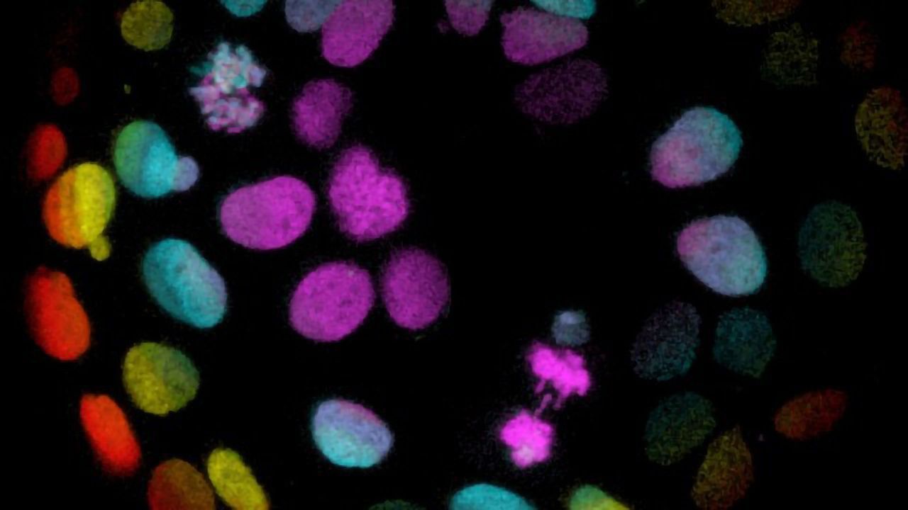 New Discovery Helps Researchers Rethink Organoid Cultures