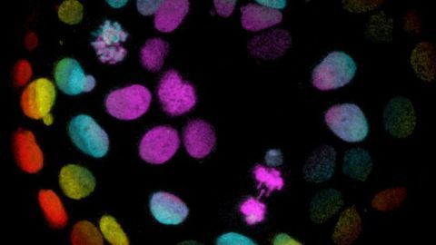 New Discovery Helps Researchers Rethink Organoid Cultures