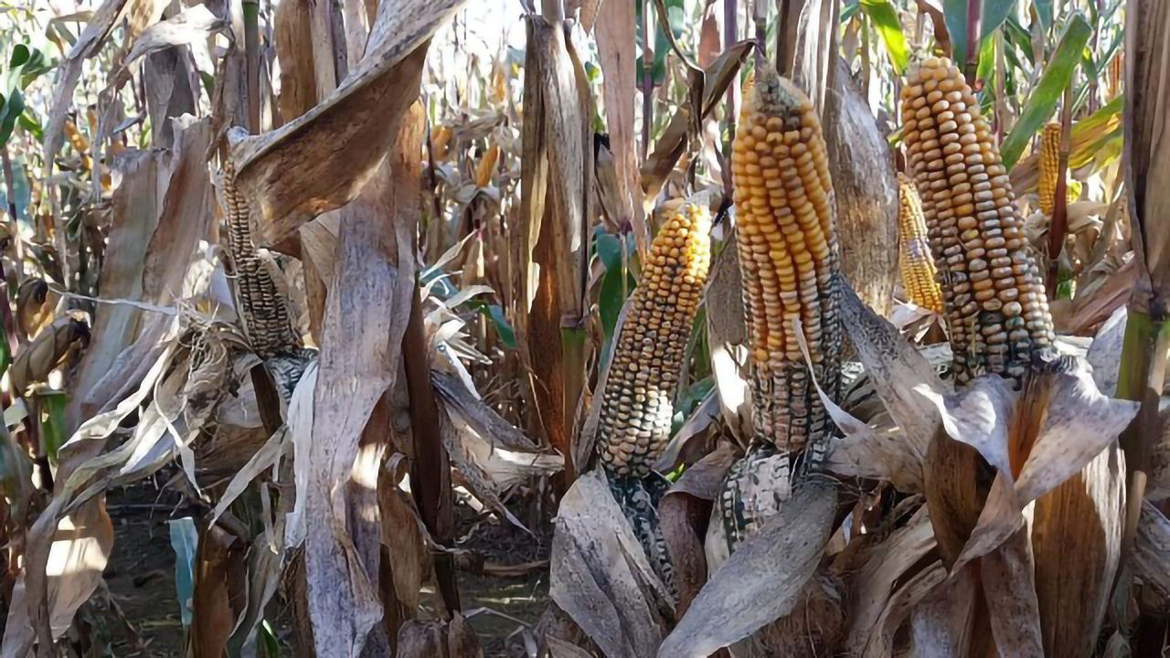 Organic Pest Control May Be Damaging Crops