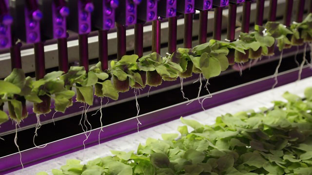 Exploring Plant-Based Bioreactors for Developing COVID-19 Therapeutics and Vaccines