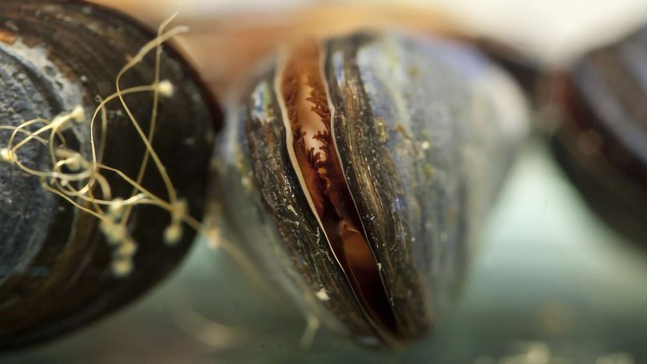 Clothing Fibers From Laundry Harmful to Marine Life