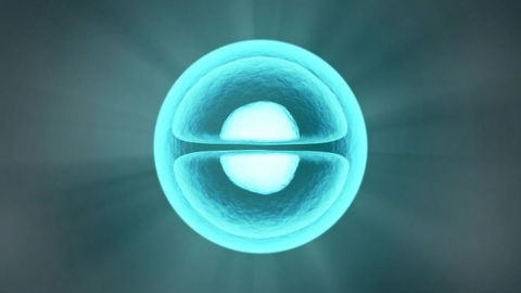 How Cells Build Organisms