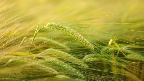 Non-Destructive Screening Method Designed for Frost Damage in Crops