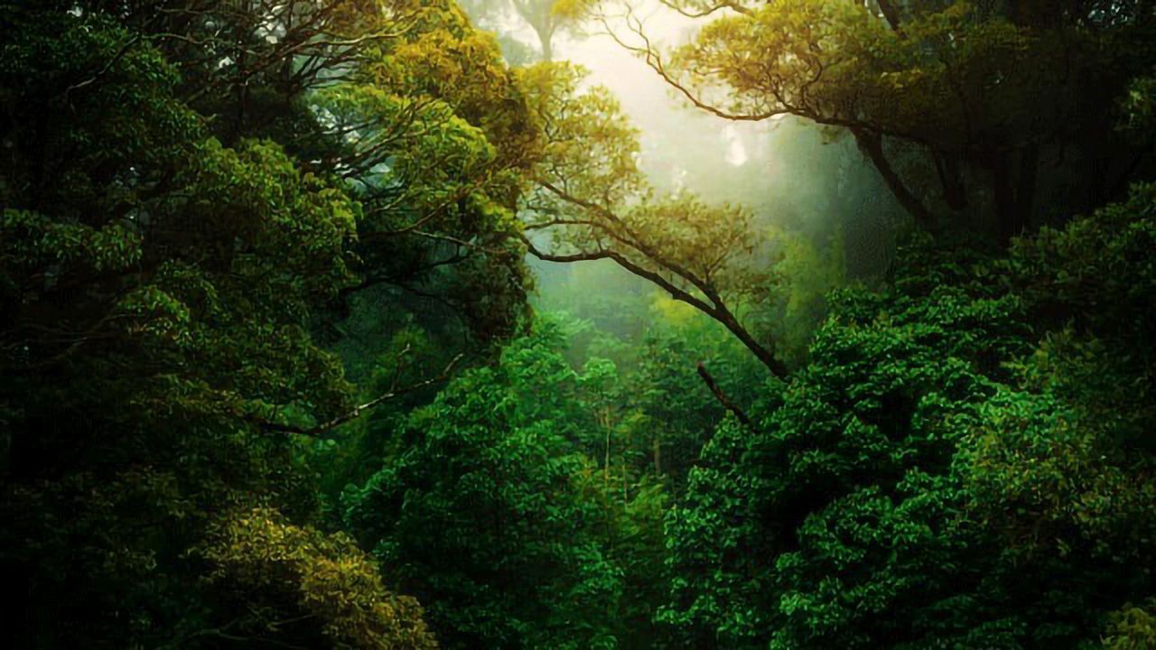 40% of the Amazon Rainforest Is at Tipping Point To Becoming Savanna