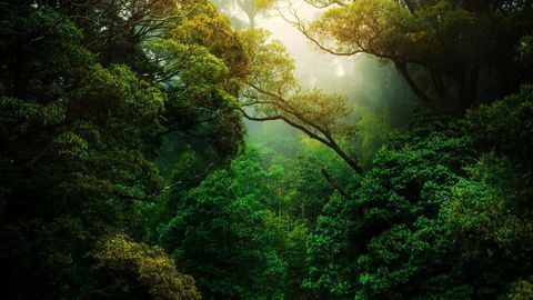 40% of the Amazon Rainforest Is at Tipping Point To Becoming Savanna