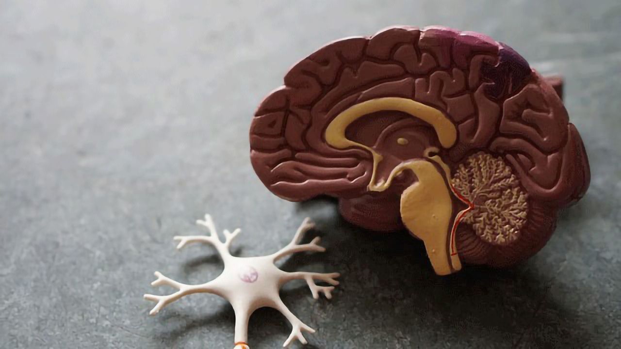 Genomic Remodeling Revealed To Control How We Make Memories