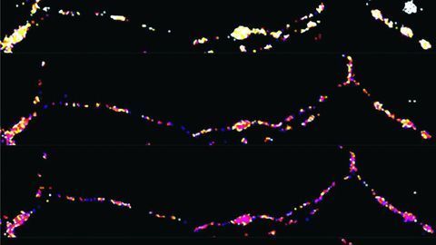 Powerplant Recruitment Helps Energize Neuronal Communication