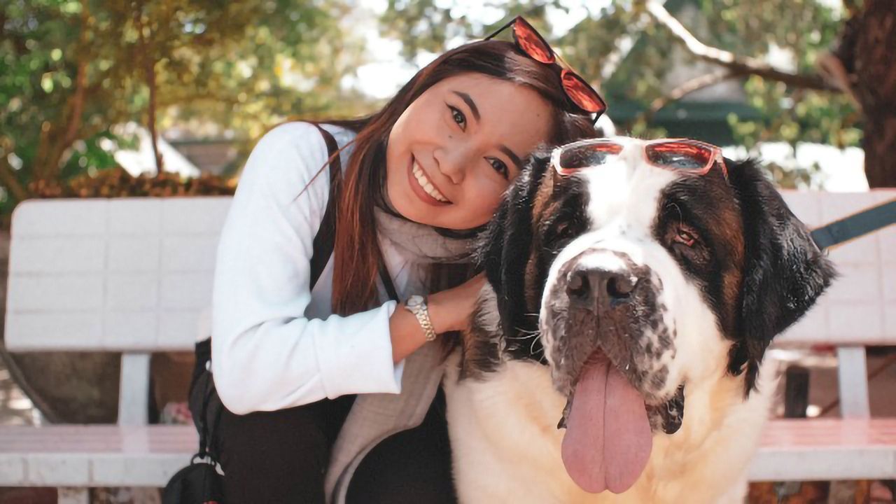 Dog Brains Aren't Fussy About Faces