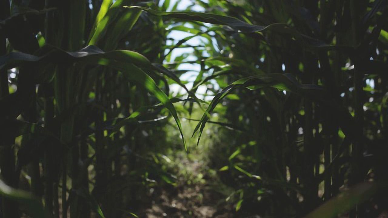Plants Provide a Welcome Source of Biodegradable Oils for Industry