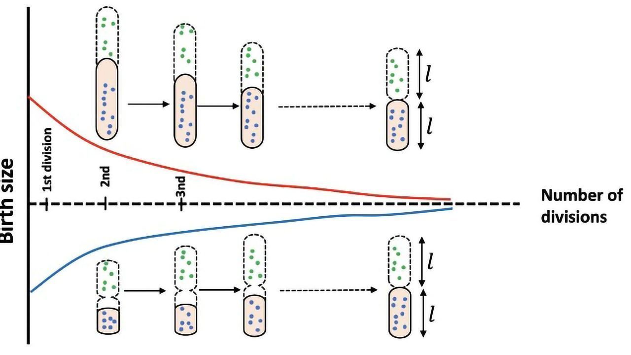 What Keeps Bacteria in the "Goldilocks Zone"?