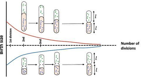 What Keeps Bacteria in the "Goldilocks Zone"?