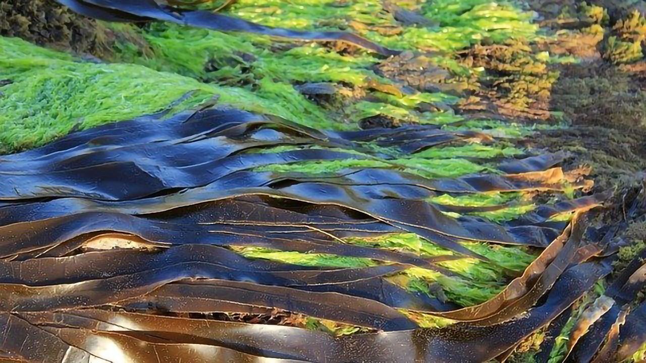 Sprats, Mollusks and Algae - Dinner Anyone?