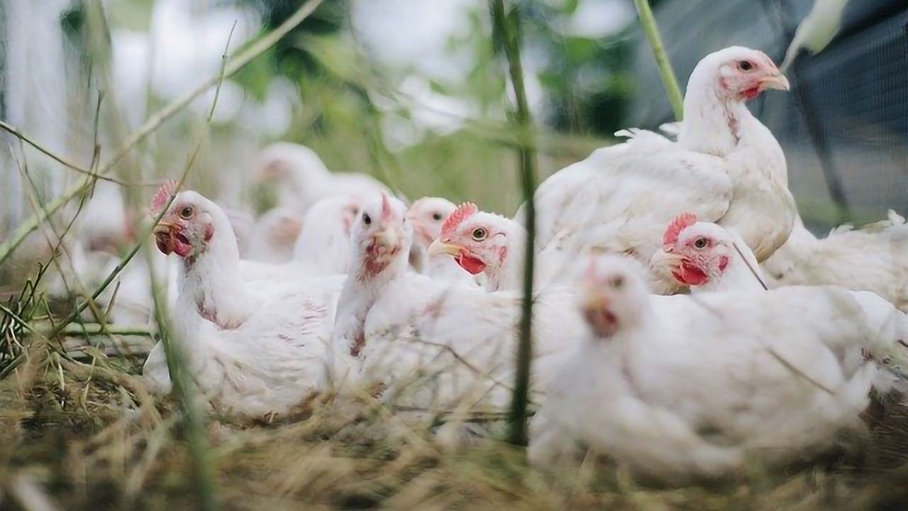Harnessing the Immune System May Hold the Key to Healthier Chickens