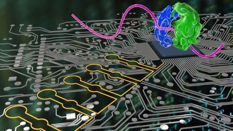 Deep learning Gets a "Toehold" on Synthetic Biology