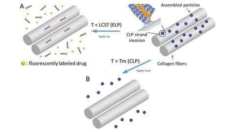 Team Devises Tiny Cargo-Carrying Drug Systems