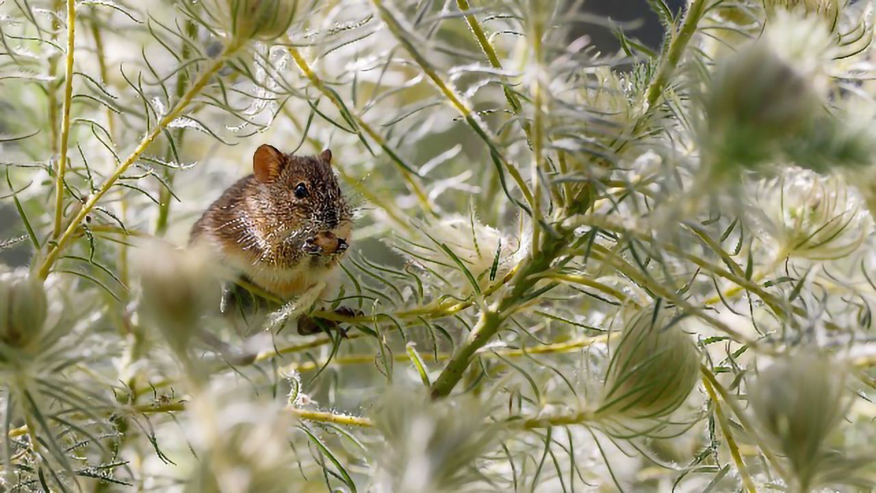 Instinct and Training Both Count When Responding to Infant Cries, Says Mouse Study