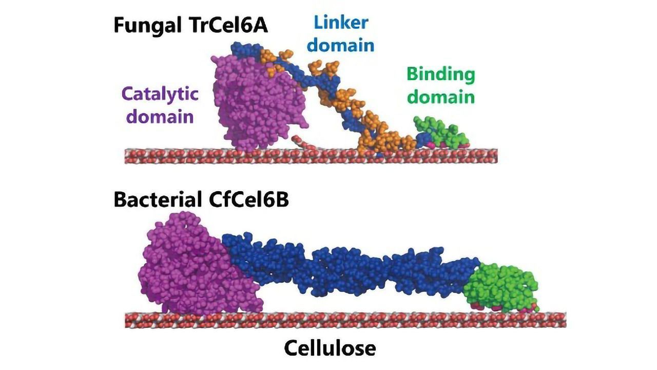 Bacteria Give a Boost to Biofuel Production